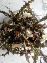 ADA 縐邊椒草 Cryptocoryne balansae IC098